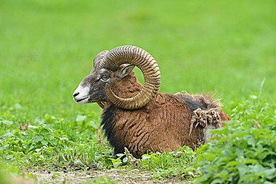 《索尼克×夏特 世代重启》将在“东京电玩展2024”世嘉／ATLUS展位中出展